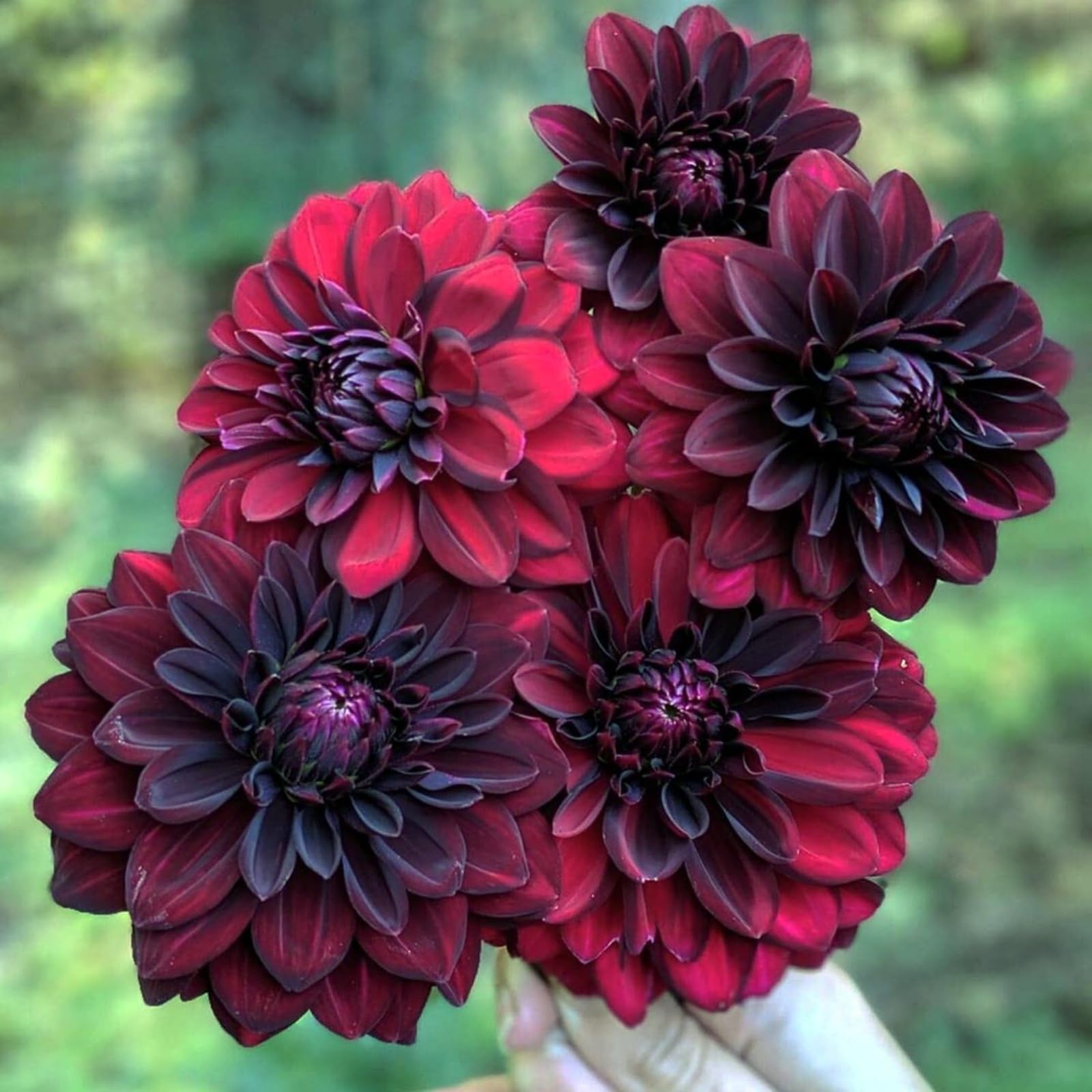 Dahlia Rhizome for Planting, Hardy Perennial, Excellent Display, Mix Greening Flower, Natural Organic, Wedding, Balcony Garden-10 Rhizome-C