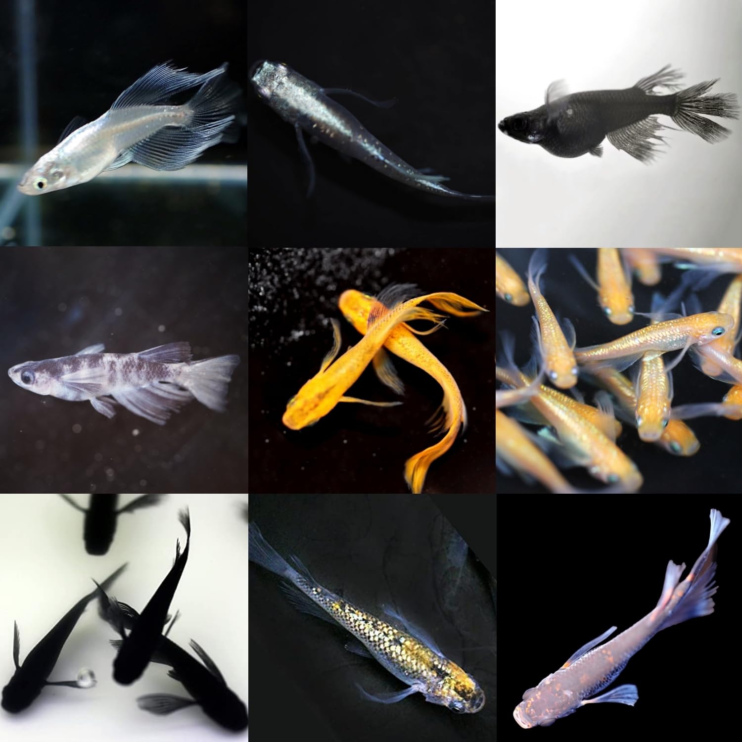 Amazon | 【成魚10匹】メダカ ヒレ長系ミックスメダカ【めだか】目高 