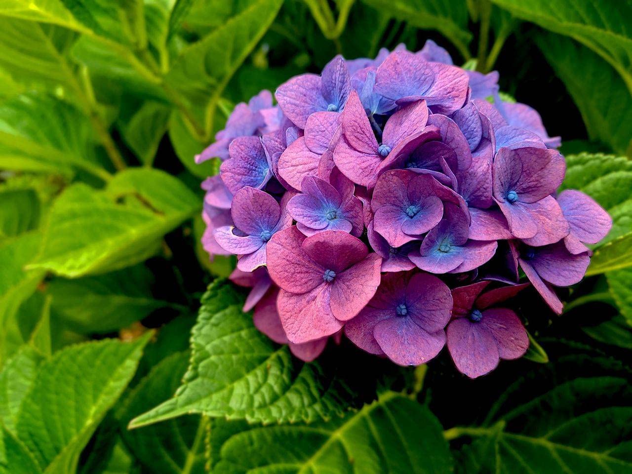Verdecora Hortensia en Maceta 3L | Hydrangea Macrophylla | Arbusto Ornamental de Grandes Flores en Tonos Azules, Rosas o Blancos | Ideal para Jardín, Terraza o Balcón