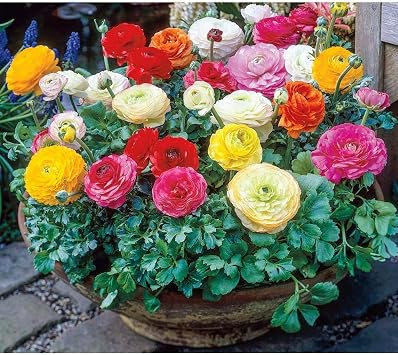 Persian Buttercup Bulbs-Ranunculus Tecolote Mixture 15