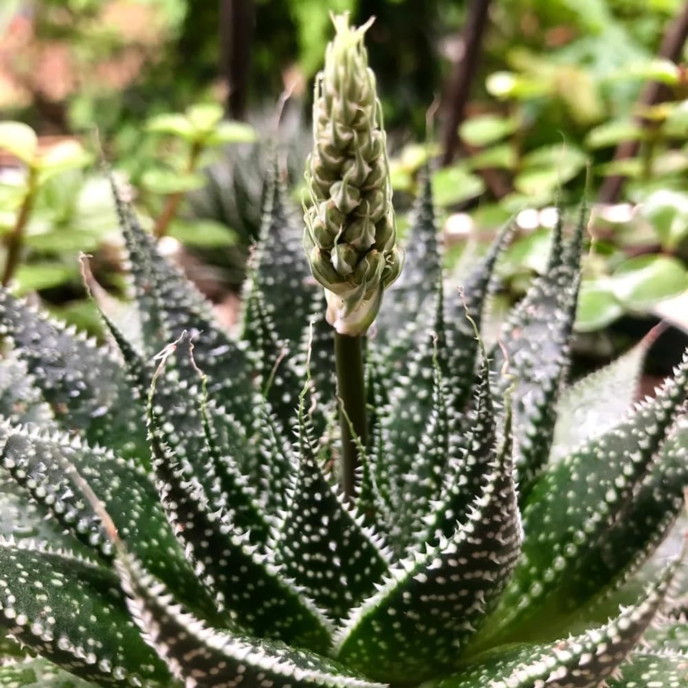 300 piezas Semillas organicas de planta de aloe vera - Regalo de jardín, semillas de plantas exóticas. semillas de bonsai, plantas reales semillas de cactus, decoración de flores
