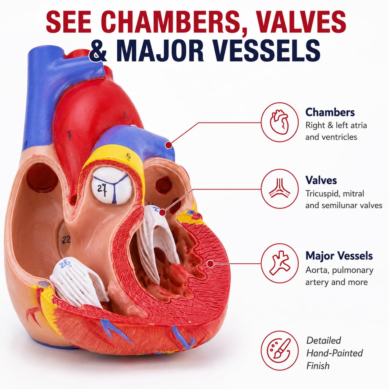 Life Size Heart Model - 34 Anatomy Structures -4