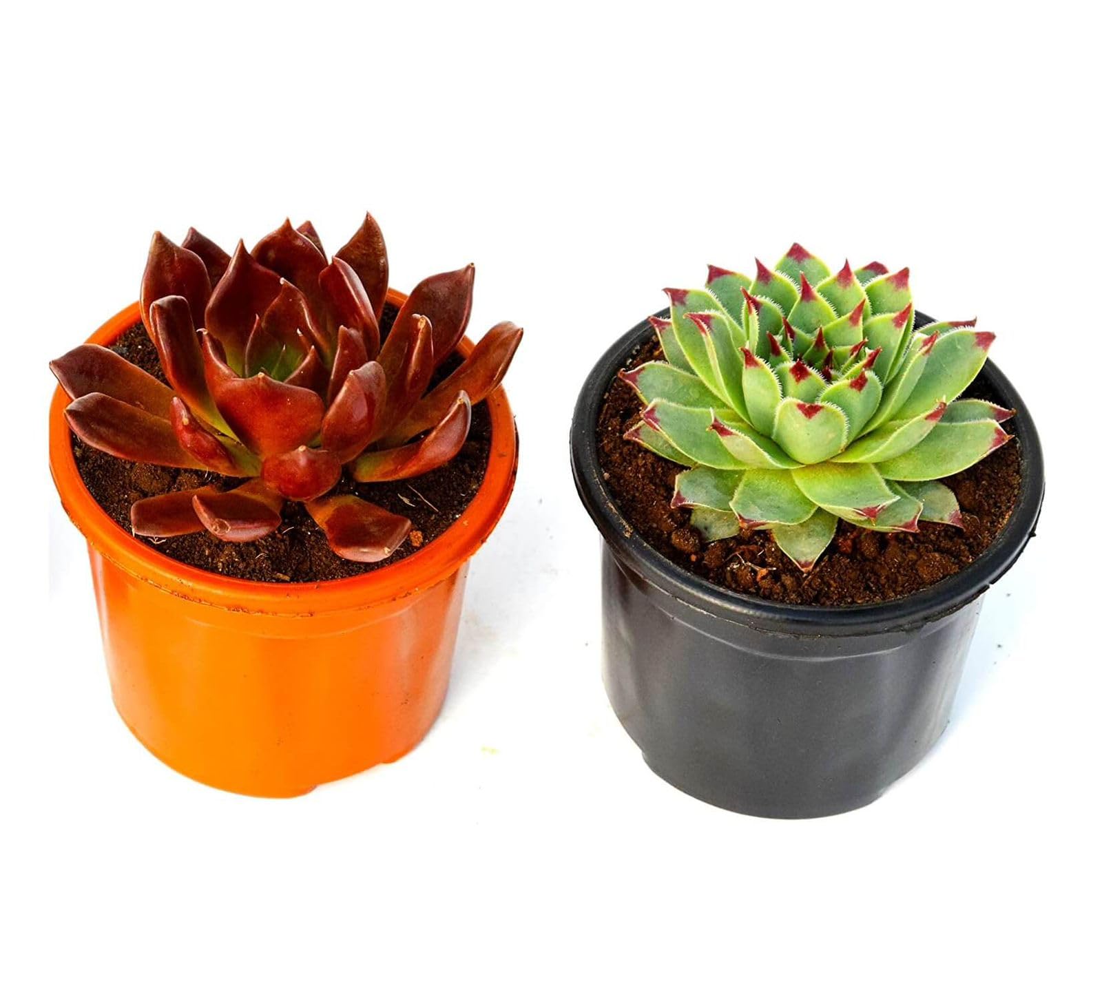 BEST DUAL PLANT COMBO Vishnu Kamal - Laxmi/Lakshmi Kamal Succulent Plant – Sacred or Feng Shui, Goodluck | Symbol of Prosperity & Protection | 2 PLANTS IN POT
