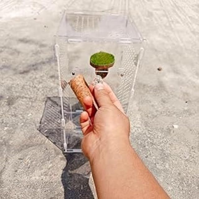 Foto 2 de 6 de Terrario para Arañas Saltarinas,Habitáculo Acrílico para Arañas y Tarántulas