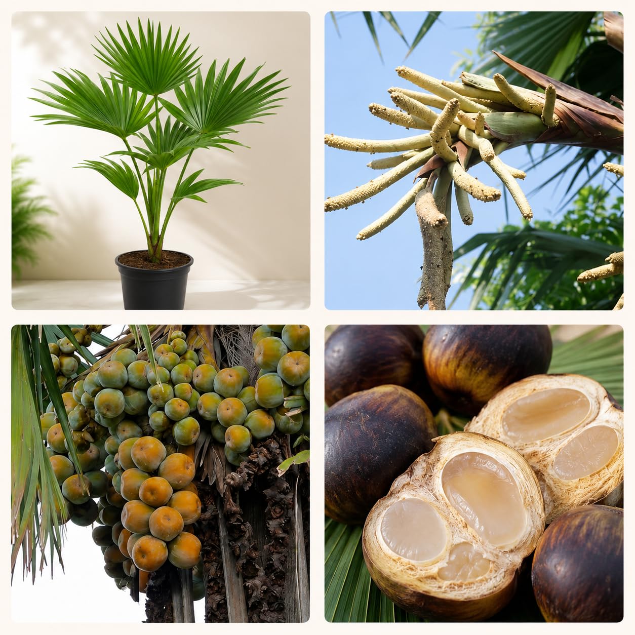 Live Tal Palm Ice Apple Plant with Grow Pot | Palmyra Palm Fruit Tree, Taal Tadgola Borassus Flabellifer Sapling for Garden Planting Pack of 1 | SS9-image-35