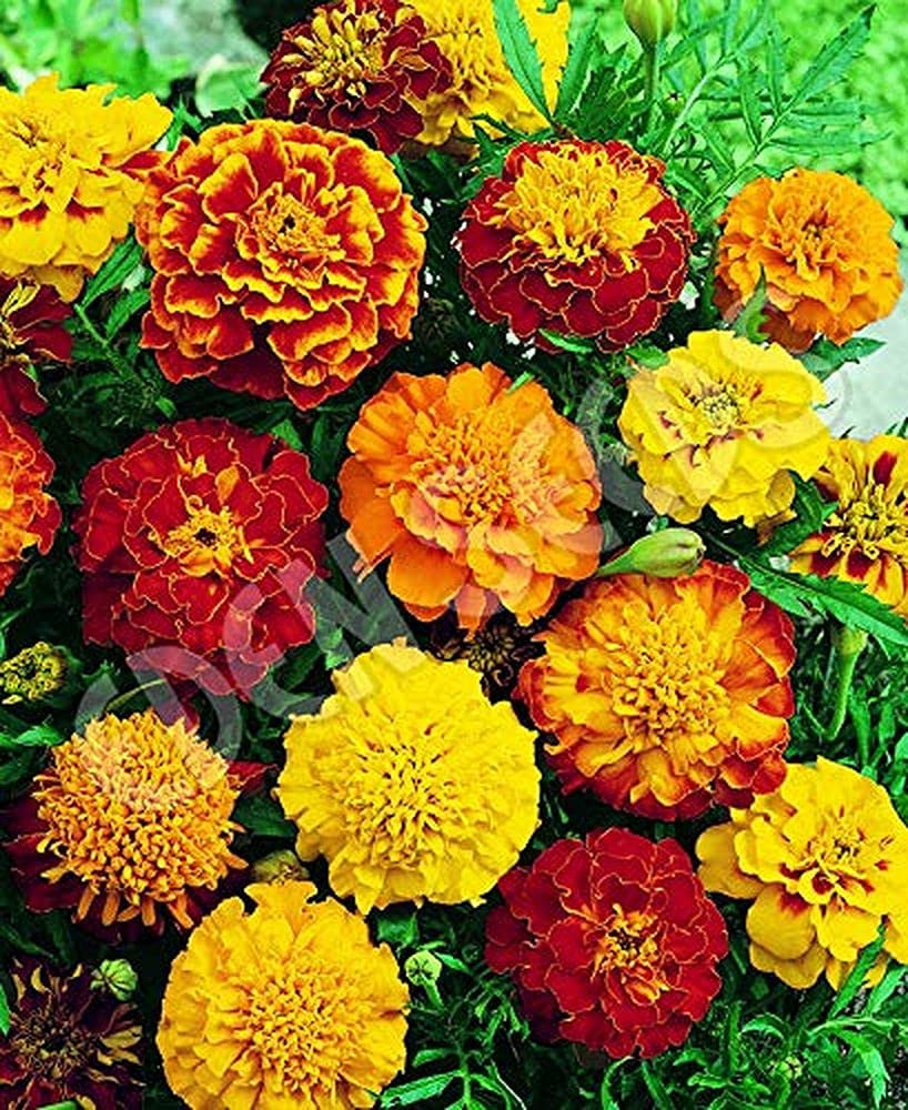 PLANTOGALLERY Flower Seeds | Genda – Marigold Jafri Mixed Flower Seeds For All Season For Home Gardening (50 Seeds Pack) (B09B2M58C1) Amazon Price History, Amazon Price Tracker