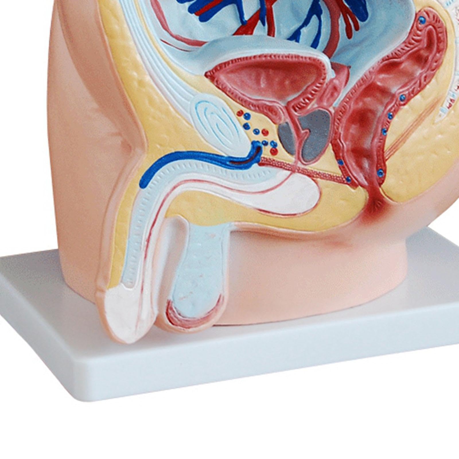 激レア❗希少❗貴重❗医学生のための臨床解剖学 医学書 掘り出し物❗ 腎臓病 一生透析なしで過ごす本 | 椎貝 達夫 |本 | 通販 | Amazon
