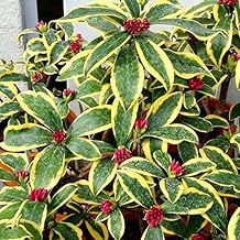 241119 Shincho Flower Seedlings, Maejima Speckled No. 4, Scented, Evergreen Shrub, Garden Tree