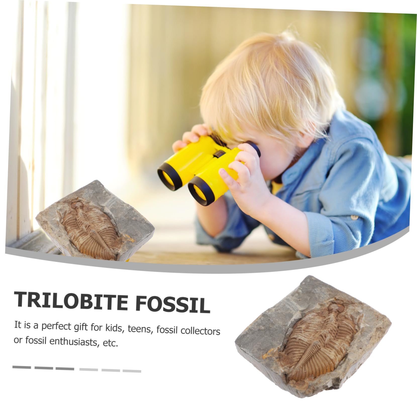 Fossile Trilobite Autentico Specimen di Paleontologia per Ragazzo Ragazza e Adolescenti, Giocattolo Educativo e Decorazione da Scrivania per Ufficio o Dormitorio