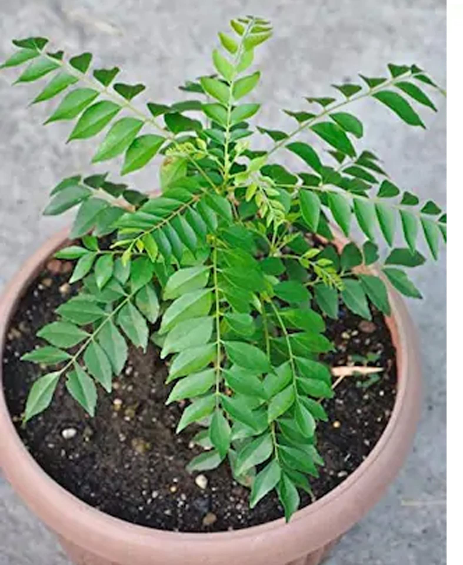 FasanGreen Herb Curry Leaf Plant for Indoor & Outdoor with Pot (Multicolor, 228mm) (668) (B0CH817CW8) Amazon Price History, Amazon Price Tracker