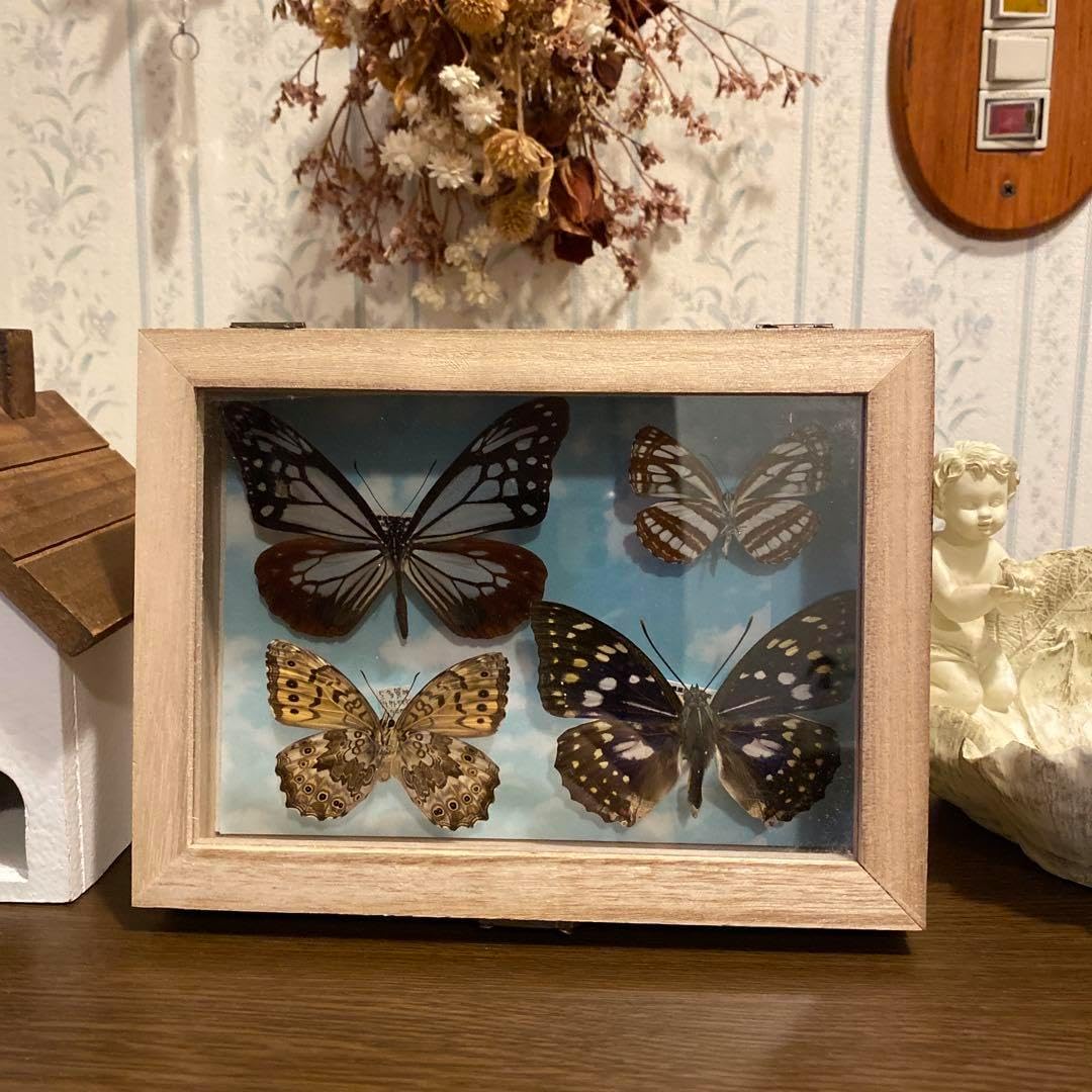 蝶標本 オオムラサキ♂12 ベース標本セット 昆虫標本 蝶の標本