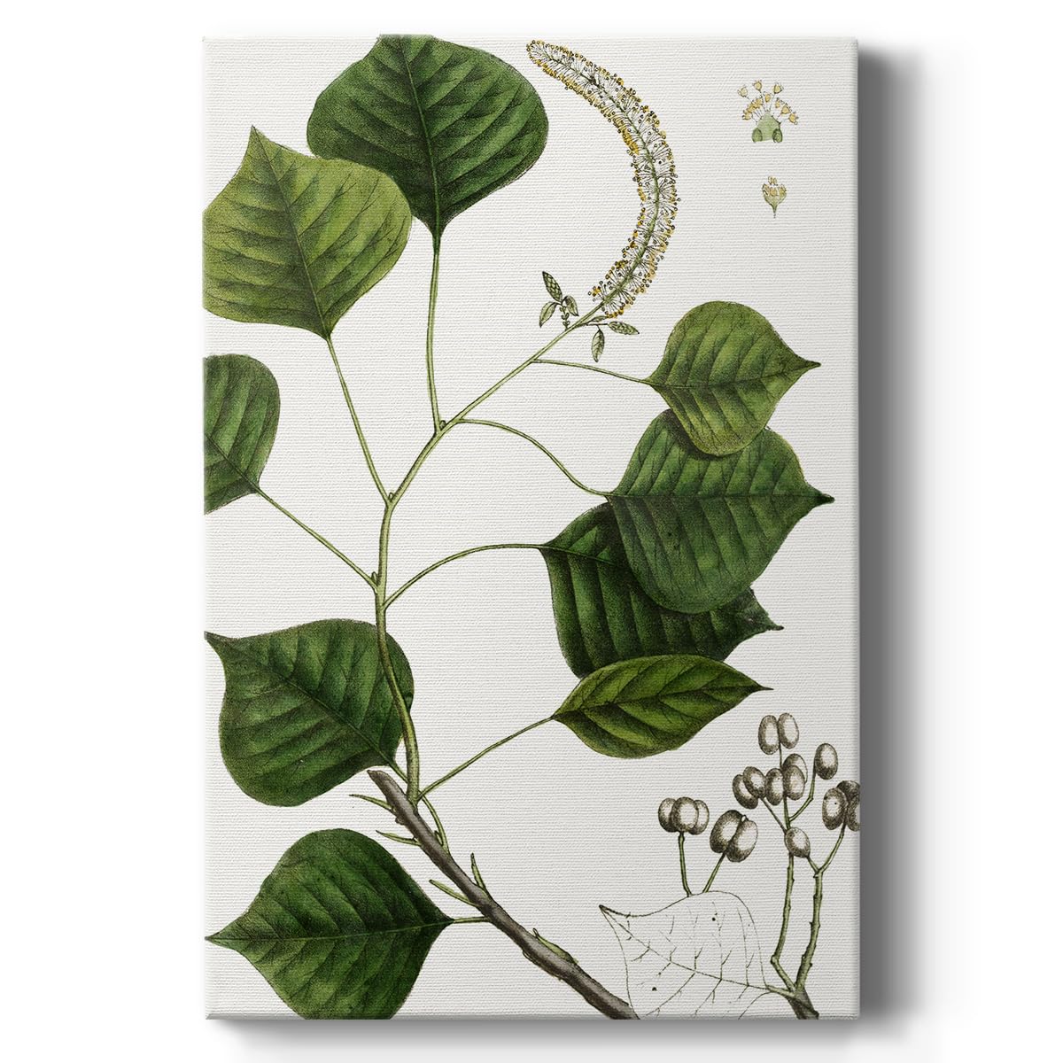 Renditions GalleryCanvas Nature Wall Art Home Paintings & Prints Green Tallow Tree Modern Watercolor Abstract Botanical Artwork Decorations for Bedroom Office Kitchen - 18"x27" LT524