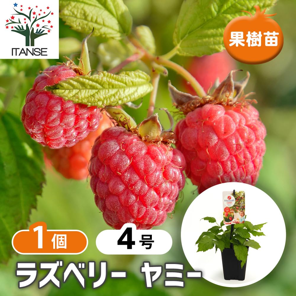 Amazon.co.jp: ITANSE ラズベリーの苗木 ヤミー 4号 1個売り