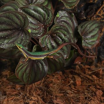 IBWell Fake Reptile Plants for Reptile Terrarium Plants, Reptile Plant Decor, Turtle Tank Plants with Suction Cup