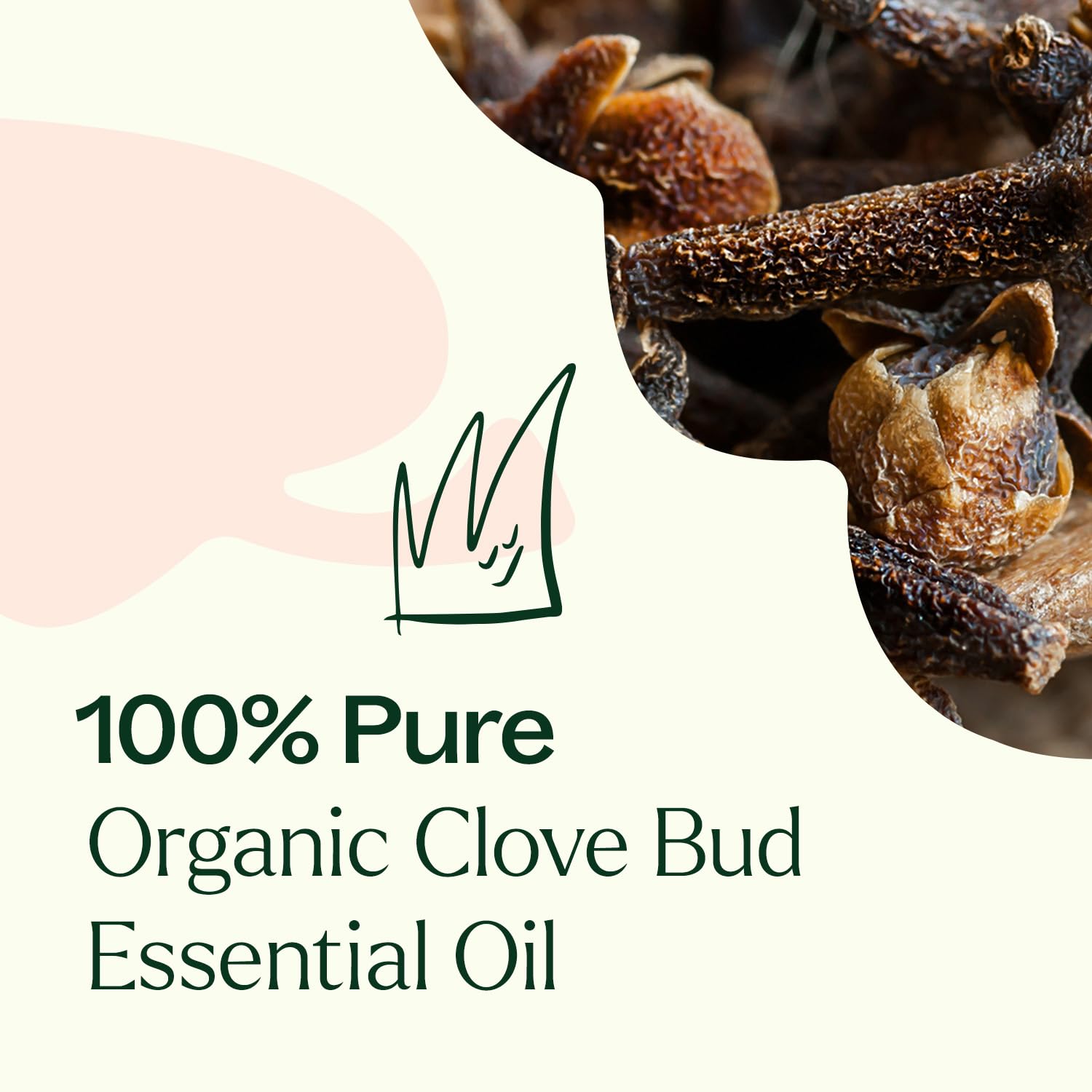 Plant Therapy Organic Clove Bud Essential Oil 30 mL (1 oz), 100% Pure, USDA Certified Organic, Undiluted, Natural Aromatherapy, Immune Support, Sore Muscle & Joint Relief