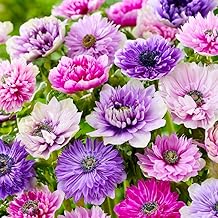 100+ Perennial Anemone Flower Seeds for Planting- Non-GMO Jerusalem Anemone Hupehensis Windflowers Seeds Ornamental Attracts Pollinators