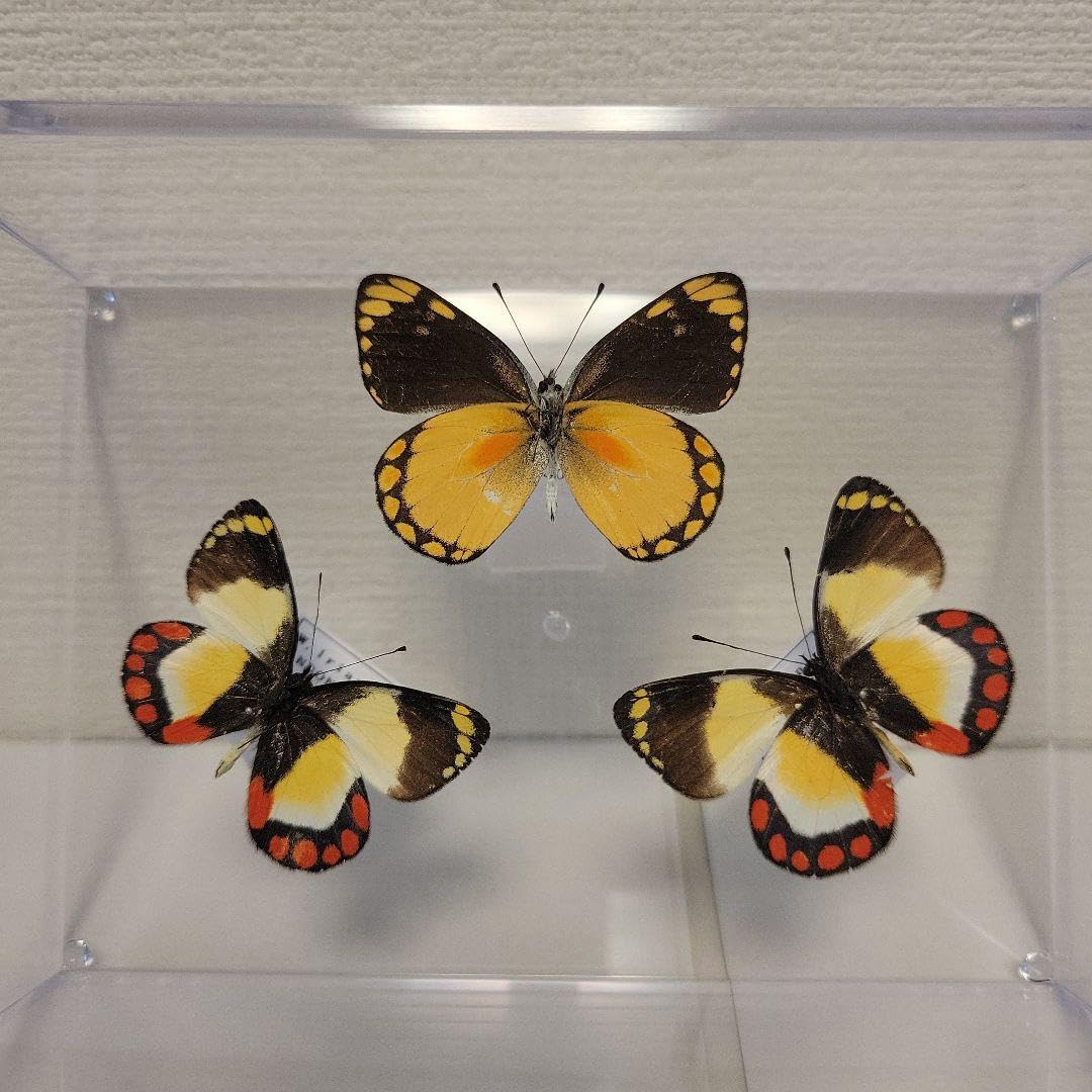 蝶標本　ベニモンカザリシロチョウ　ペア Amazon.co.jp: 蝶の標本 カザリシロチョウの世界3A C5 : おもちゃ