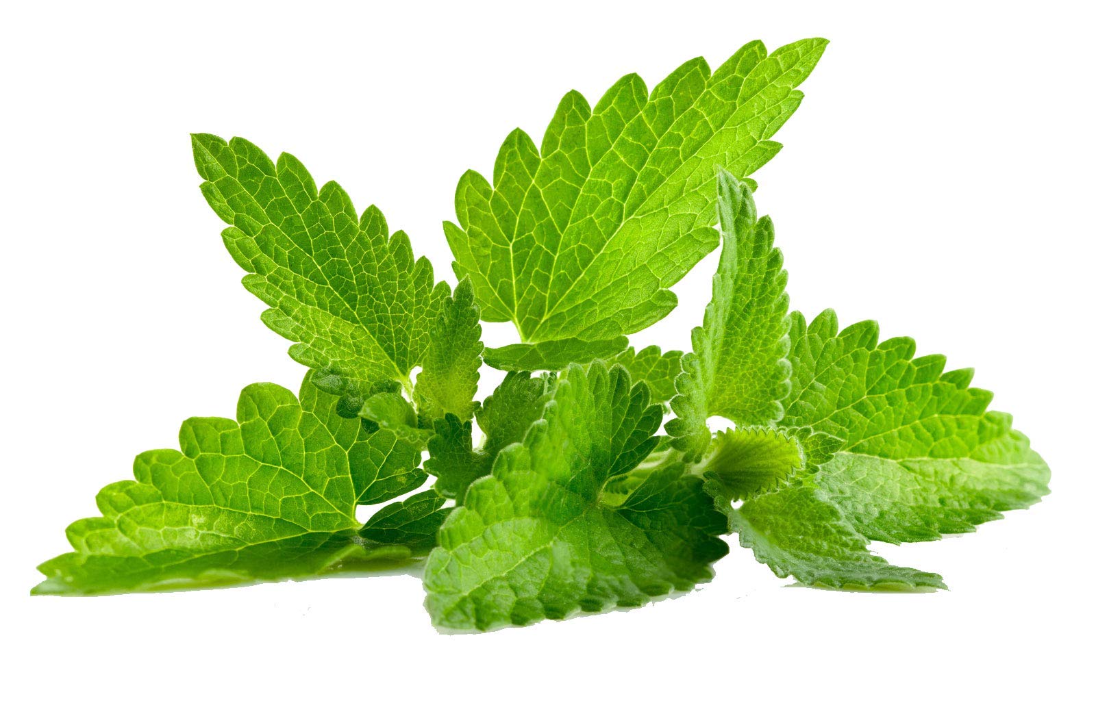 Peppermint Seeds F1 Hybrids Vegetable Seeds for Home Garden for Planting for All Season (50 seeds) By Zabbus (B0BHQDKCGP) Amazon Price History, Amazon Price Tracker
