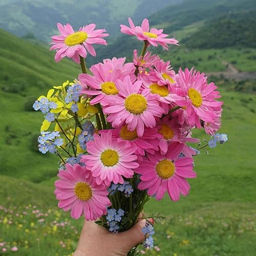 Vista 4 de Eden Brothers Semillas de margarita (pintadas) - Robinsons Giant Mix