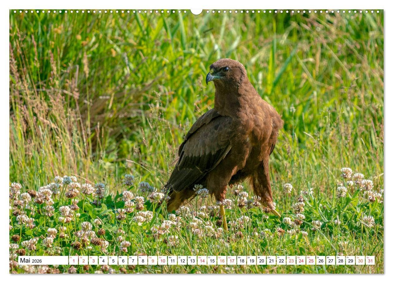 Heimische GREIFVÖGEL Adler Milan Bussard Weihe Sperber (Wandkalender 2026 DIN A2 quer), CALVENDO Monatskalender: Ausgesuchte Aufnahmen aus der Familie der Habichtartigen (CALVENDO Tiere)