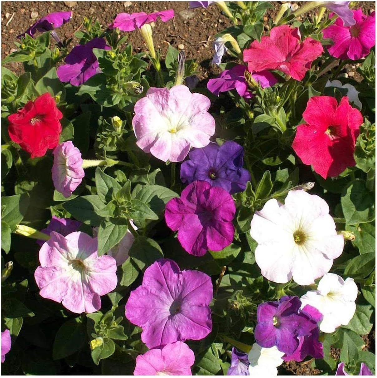 Everwilde Farms - 1 Oz Dwarf Petunia Mix Wildflower Seeds - Gold Vault