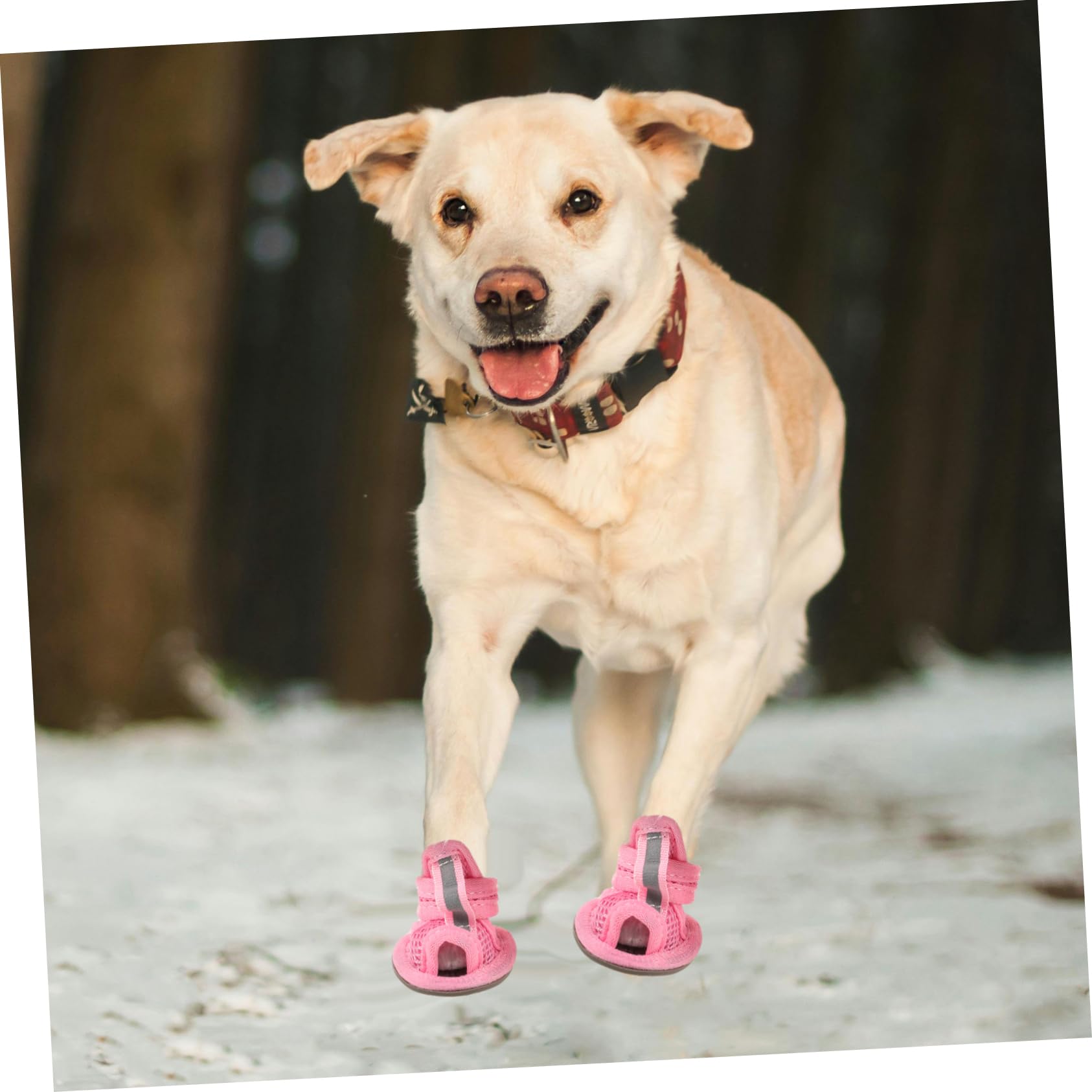 Sandales pour petits chiens - Chaussures d'été douces et respirantes - Semelle en caoutchouc antidérapante - Réglable - Pour la marche, la course à pied et l'extérieur