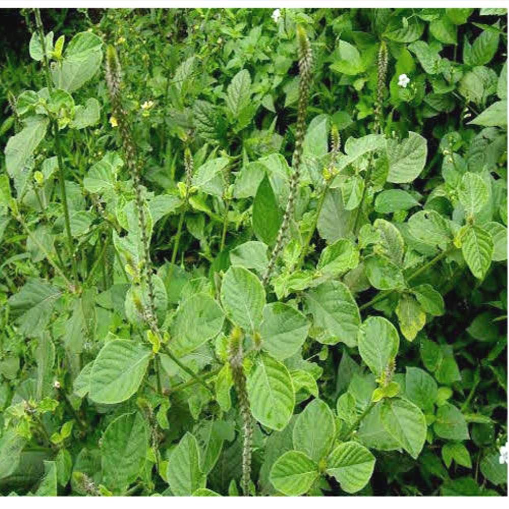Indiana Prickly Chaff Flower Crocus stuff Antish Akatam Aagijaado Apamarga Aghada Kharamanjari Katalati Uttarani Chirchira Chirchita Aghedo Apang Apamaga Achyranthes aspera Live Plant (B08FXQ9ZTJ) Amazon Price History, Amazon Price Tracker