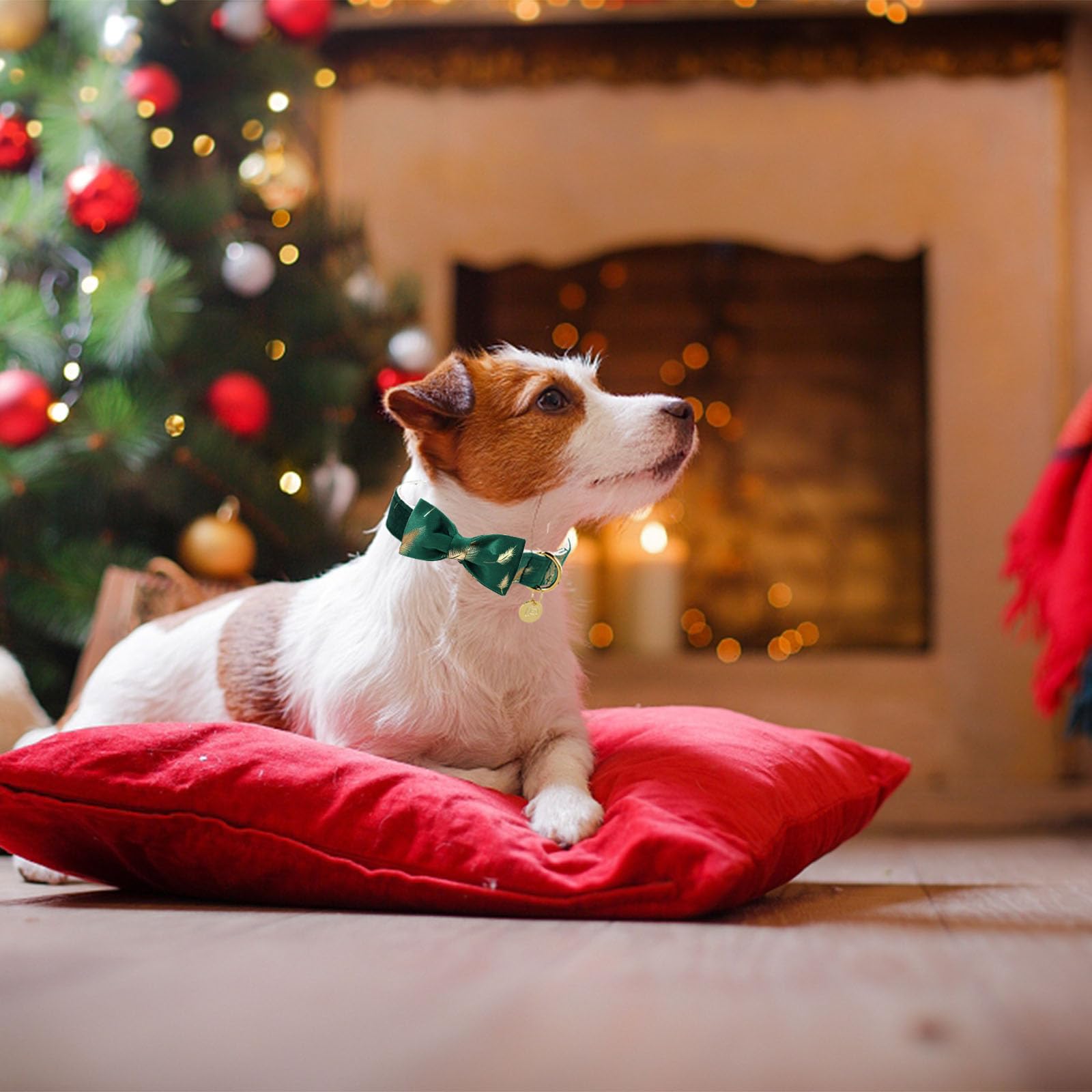 Hundehalsband Mit Fliege Aus Samt – Verstellbar Für Kleine Bis Große Hunde | Mit Metallschnalle & Abnehmbarer Fliege
