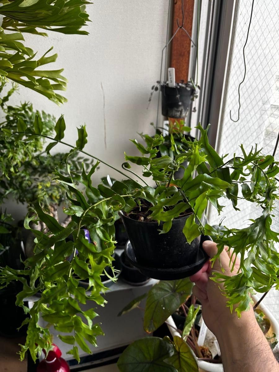 ホウビカンジュ 獅子葉 【公式通販】