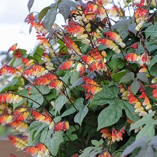 Flower Seed – Mina Lobata– Half-Hardy Annual – Spanish Flag – Climbing Plant - Sun Loving - Easy to Grow – Exotic Garden - 1 Packet (16 mina lobata Seeds) by Thompson and Morgan