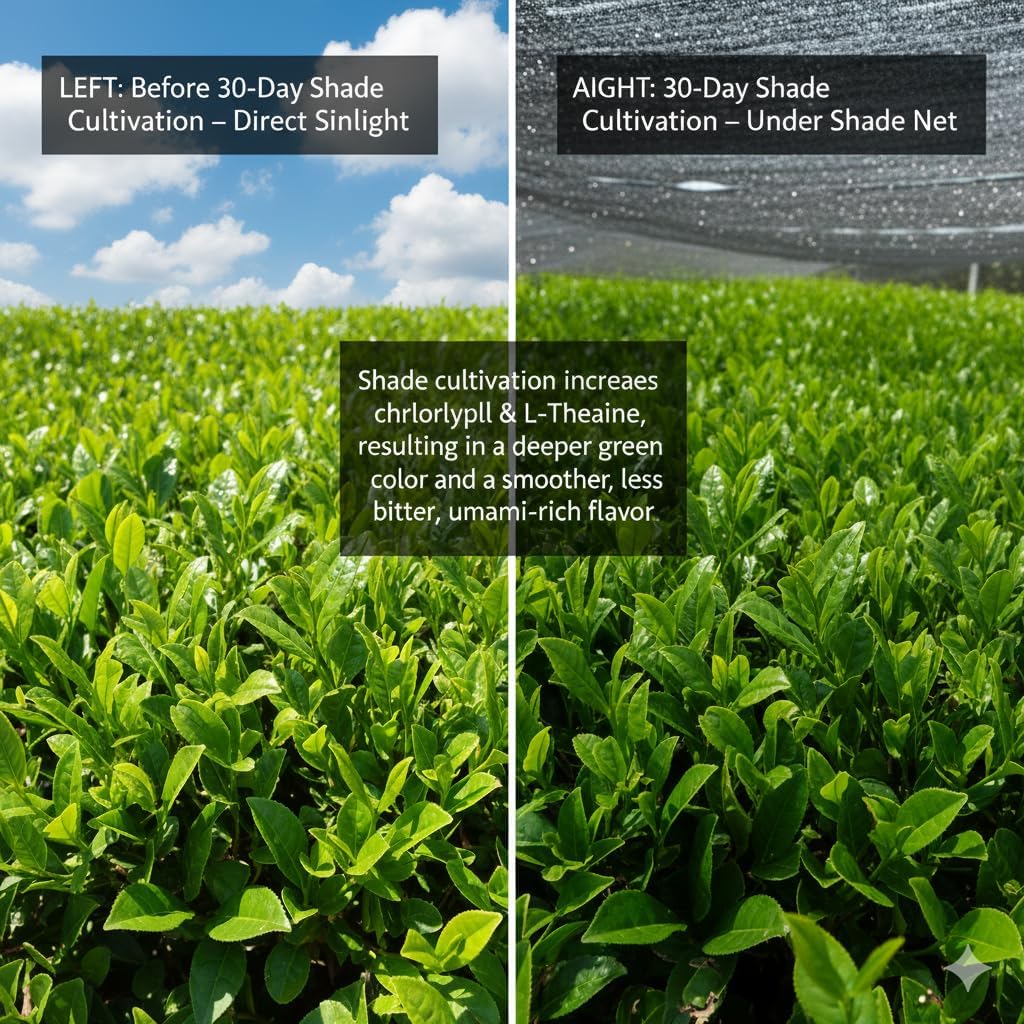 ZenRitual USDA Organic Ceremonial Matcha Green Tea Powder - 20 Single Serve Sticks - Sugar Free 100 Pure — view 4