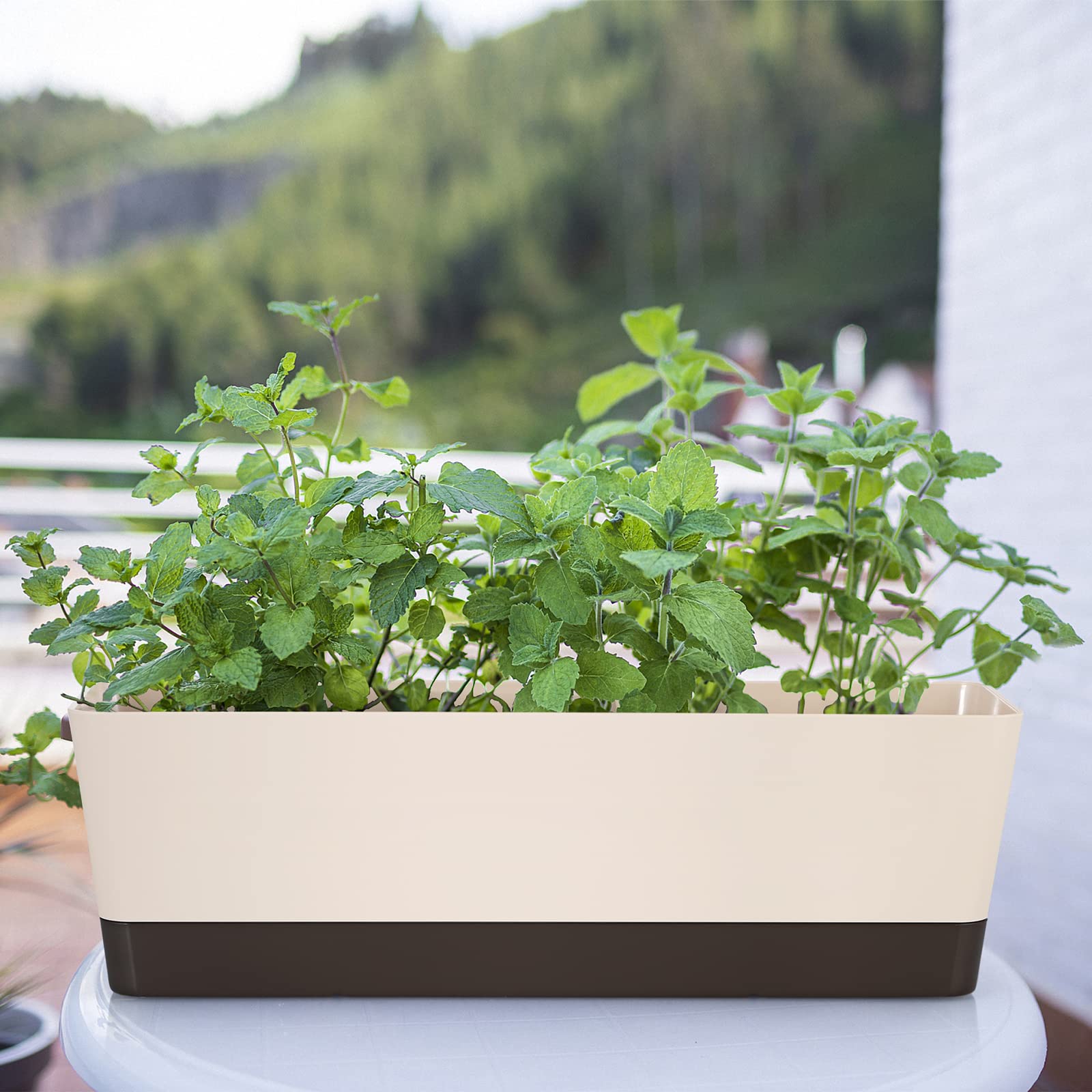Skelang - Maceta rectangular de plástico, 42,5 cm, maceta rectangular para plantas suculentas, flores, violetas africanas, lote de 3