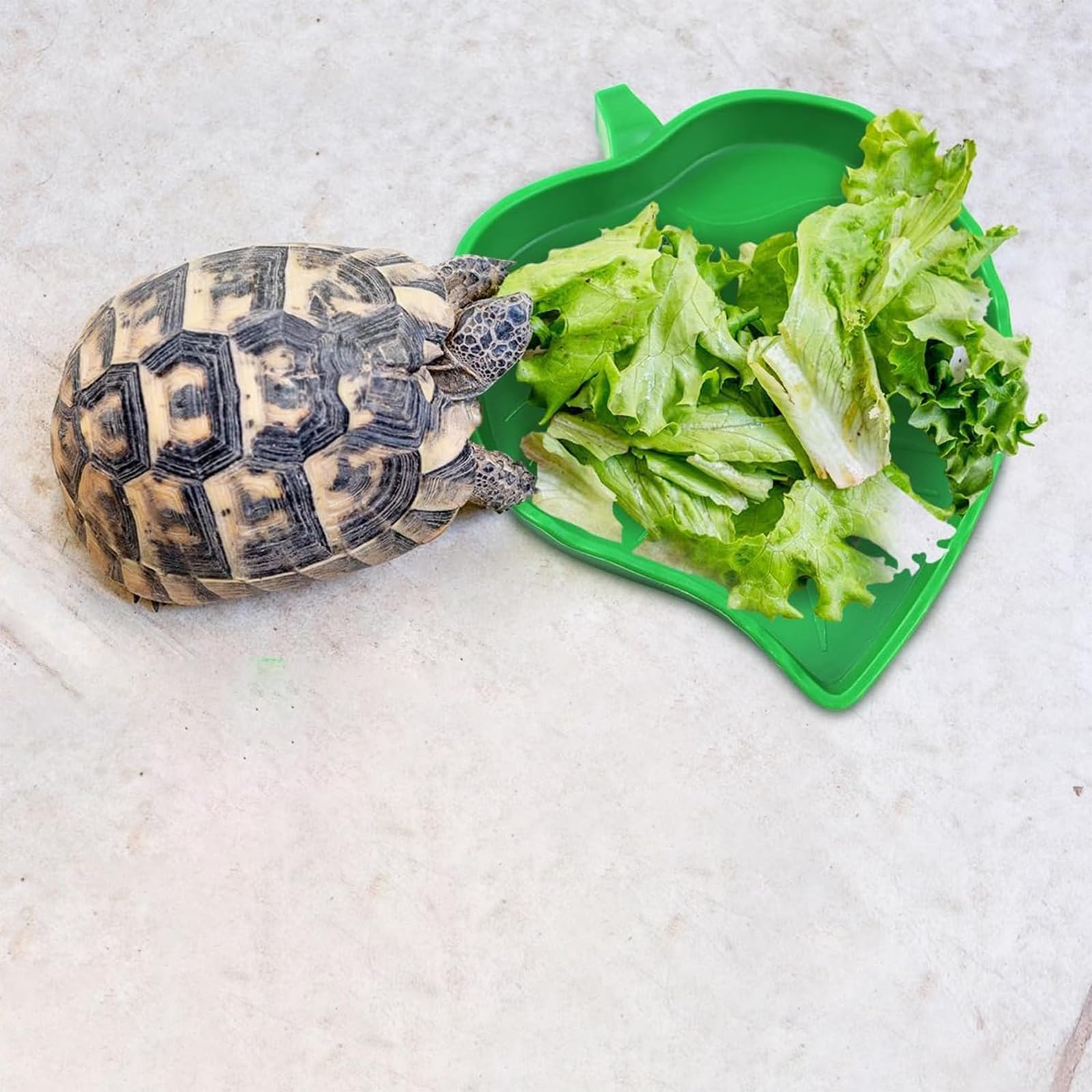 KABASI 2 platos de agua para reptiles con pinzas, accesorios de hábitat de reptiles, cuenco de comida, plato de alimentación para mascotas, para tortuga, maíz, serpiente, dragón barbudo, serpiente