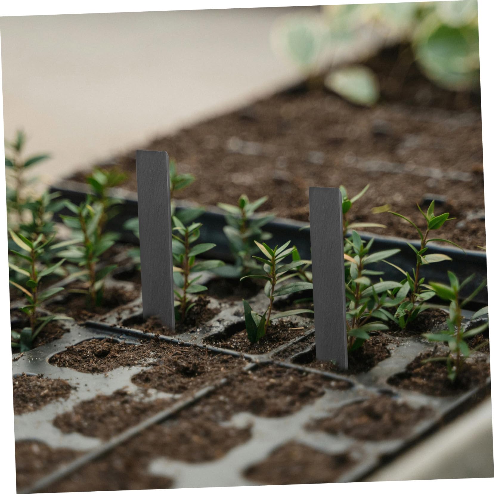 ibasenice 2 Sätze Teiliges Robuste Pflanzenschilder Schiefer Wetterfeste Gartenetiketten Zum Beschriften Für Topfpflanzen Beete Und Gewächshaus Wiederverwendbar Für 10 Stück * 2
