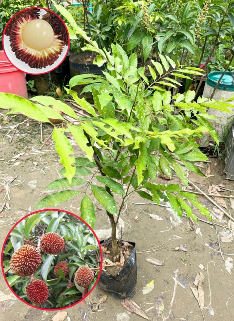Plantopia Pulasan (Nephelium mutabile) Live Rare Exotic Fruit Plant | Premium Tropical Sweet Fruit Tree for Garden_PP_Ta50-image-16