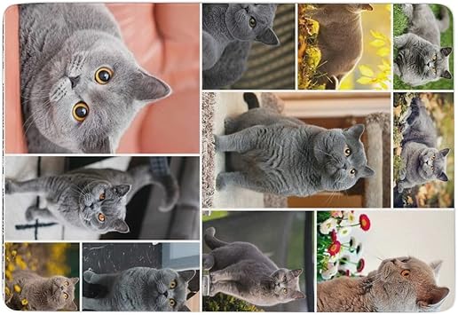 Amazon カーペット ブリティッシュショートヘア 猫柄 かわいい ラグ ラグマット 防ダニ 抗菌防臭 ふわっと手触り フランネルラグ 床暖房 絨毯 防音効果 防ダニ 折り畳み お手入れ簡単 厚手 引越しギフト お祝い 100 150cm Xiangh ラグ