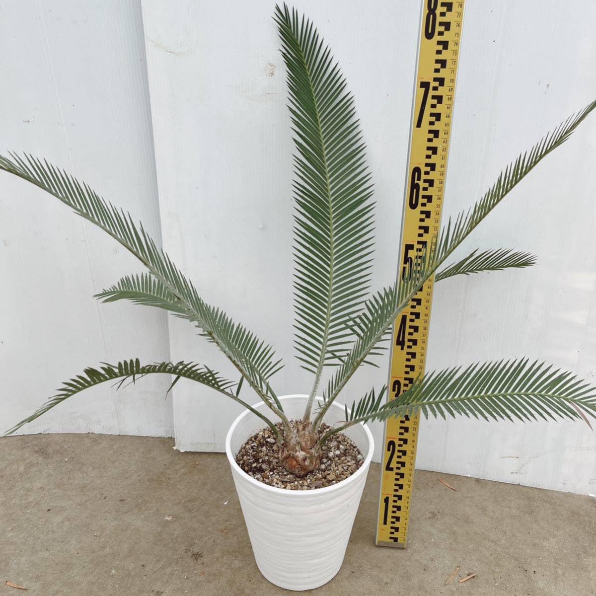 Amazon.co.jp: サイカス ディオーン アルジェンテウム 約7号 大型大株