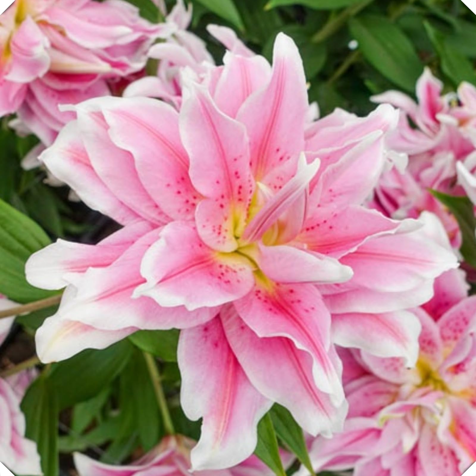 Lily Bulbs-Lily Bulbs for Planting Now UK-Strong Plants That Grow Well-Mix Golden Jade Carving Feels Perfect-4bulbs-C