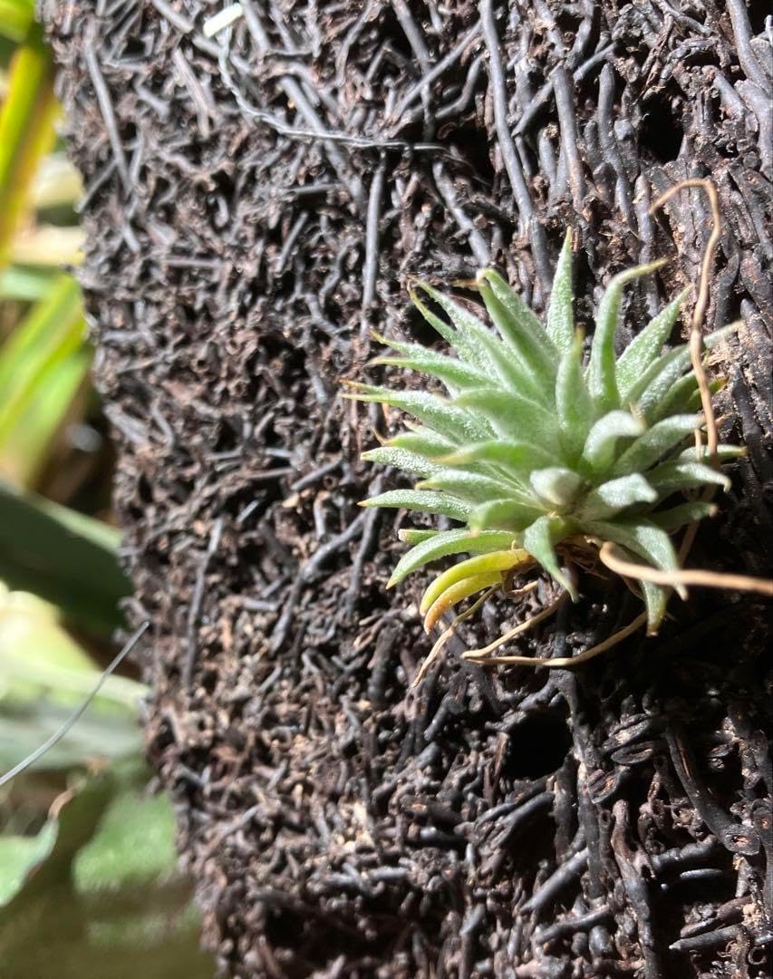 みぃこどん品　T. Succulent Form × Nizandaセット 81e3OXJNtzL._AC_UF350,