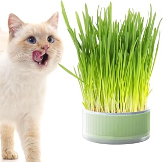 Maceta de hierba para gatos domésticos, bandeja hidropónica para brotes, bandeja extraíble para germinar sin suelo, caja de hierba para gatos, perros y otras mascotas, decoración del hogar Chaies
