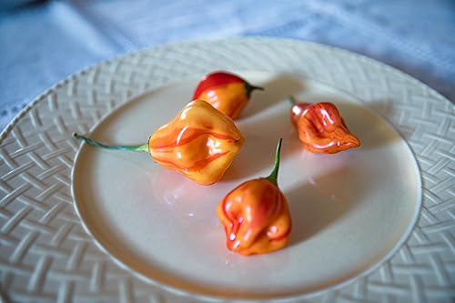 Miniatura 4 de Aji Mandarina Tigre Rayas Rayado Tocino Heirloom Pepper Paquete de semillas prémium