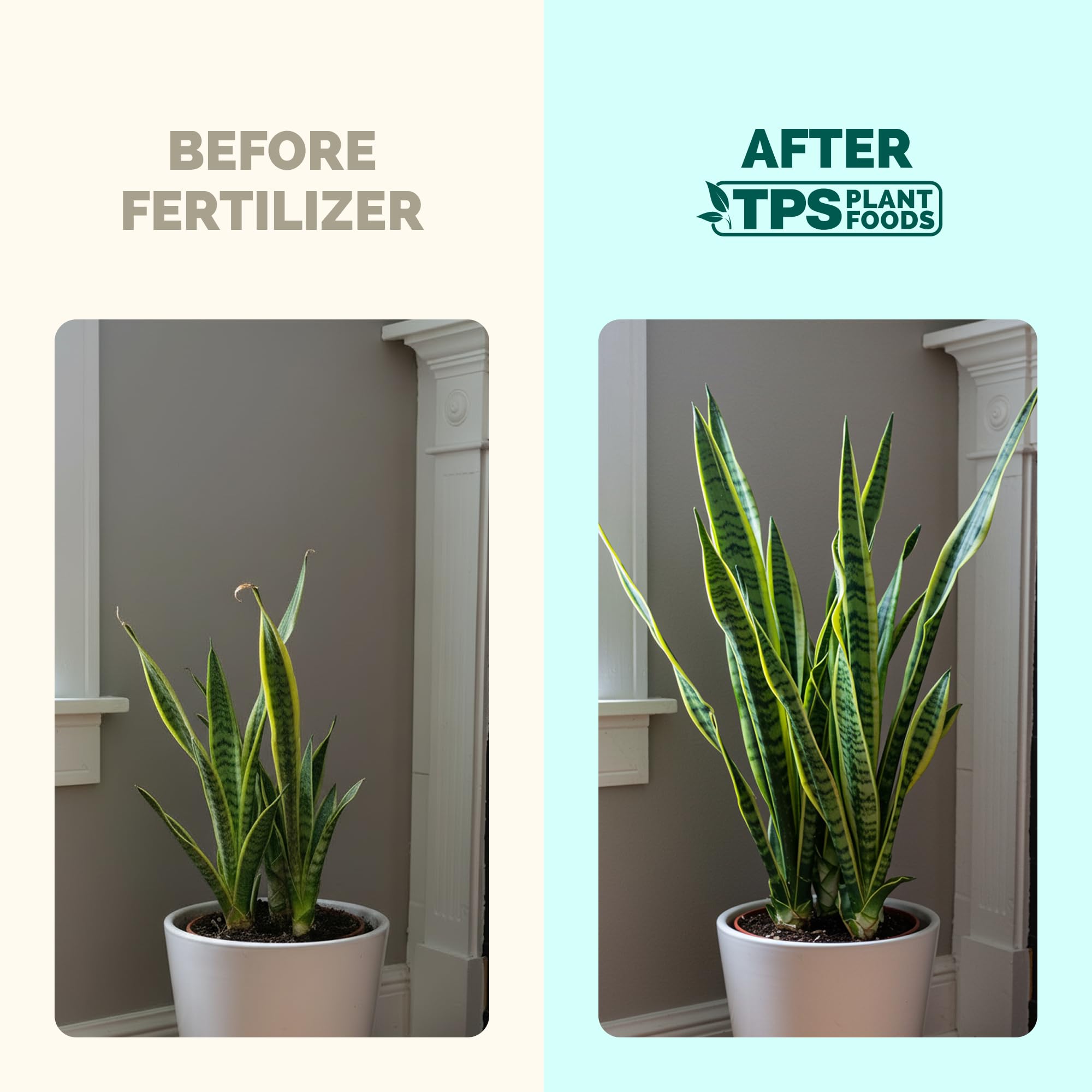 Amazon.com : Snake Plant Fertilizer  Liquid Plant Food for Upright Growth,  Strong Roots & Rich Green Leaves, 8 oz : Patio, Lawn & Garden