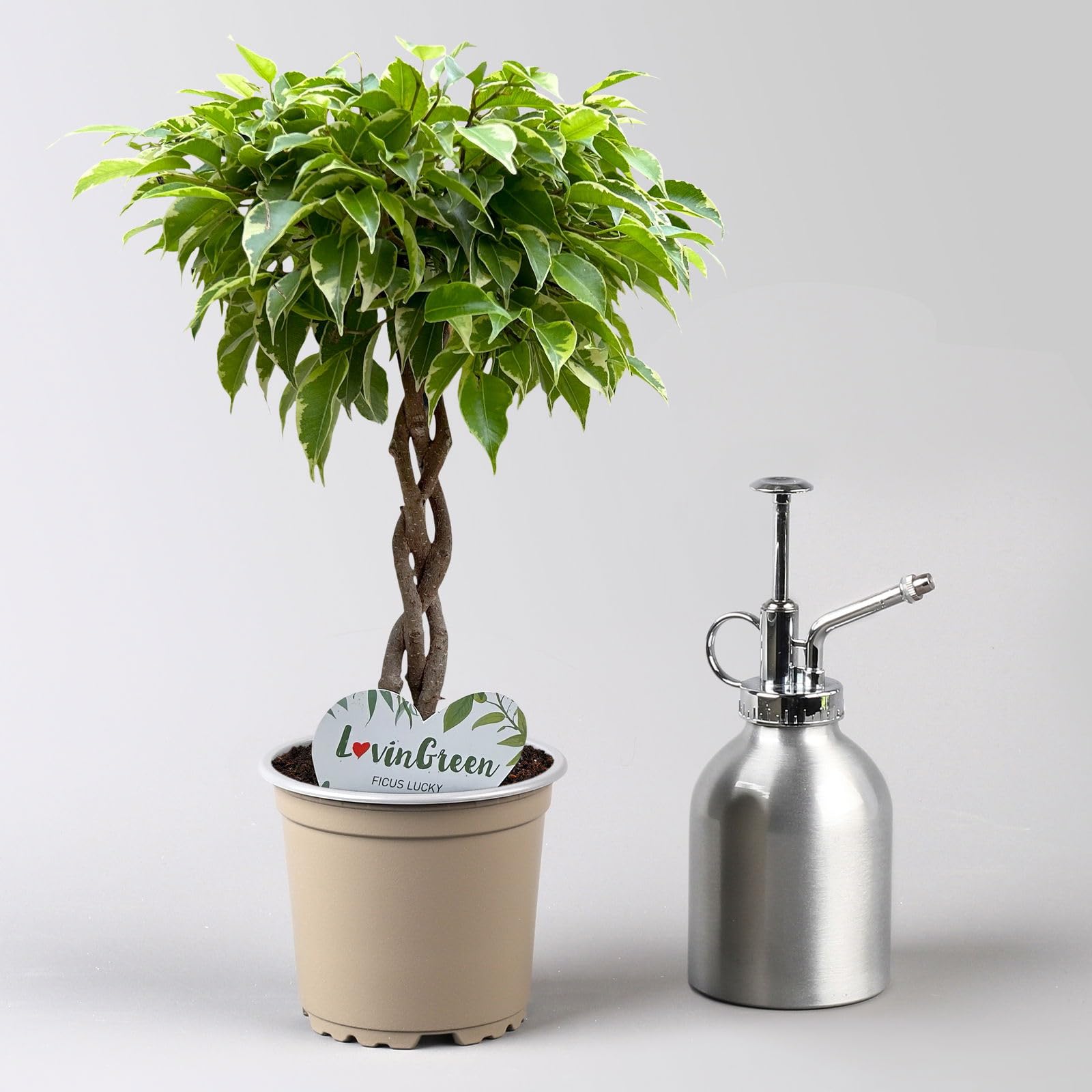 Birkenfeige grn-gelb, Flechtstamm, Topf- 12 cm, Hhe ca. 40 cm, 2 Stck :  Amazon.de: Garten