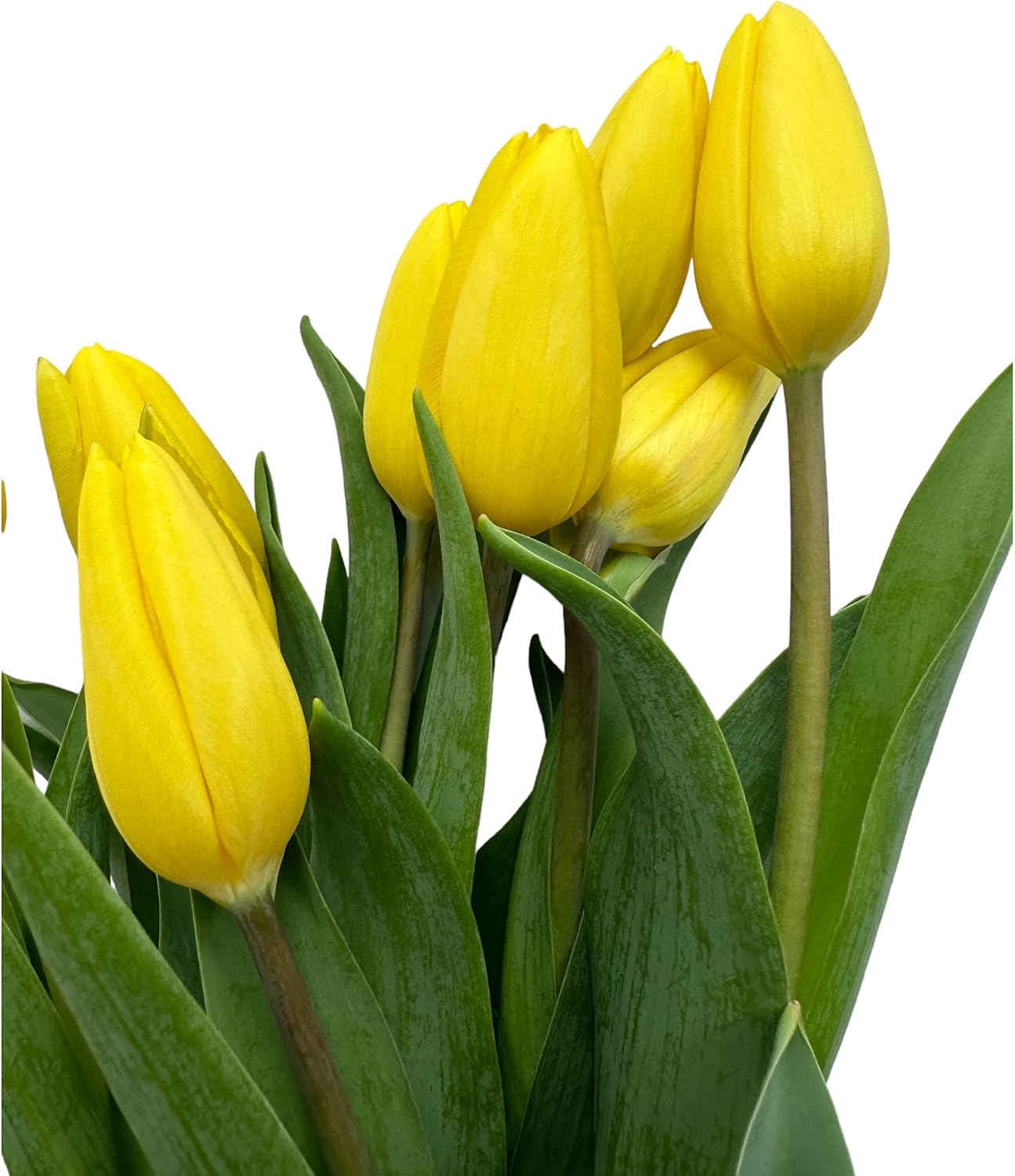 Next day delivery 20 Yellow Tulips Fresh Cut Flowers Wheat Field Bouquet Gifts for home decoration birthdays friendship and love (yellow)