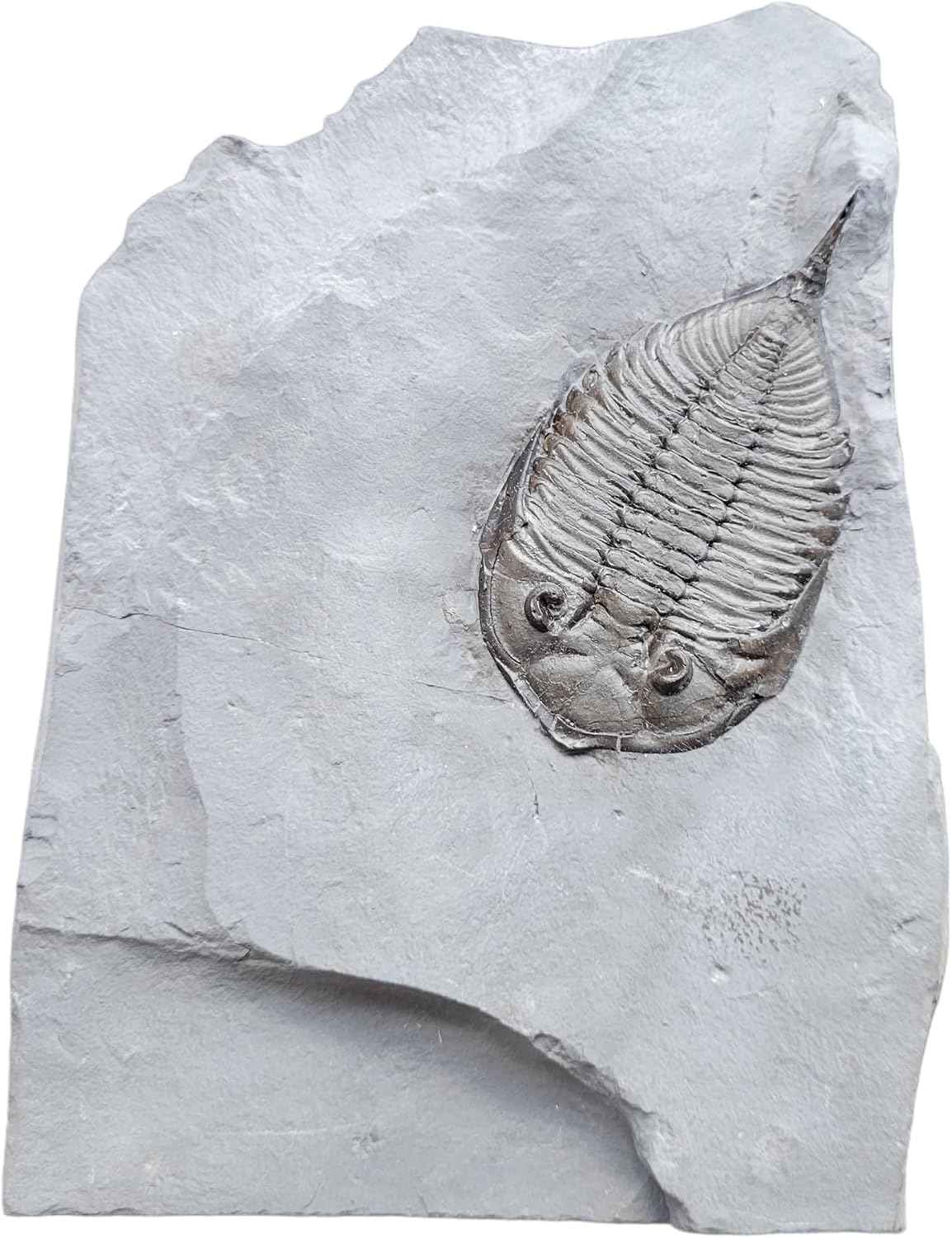Dalmanites limulurus America Trilobite Fossil geofossiles Real