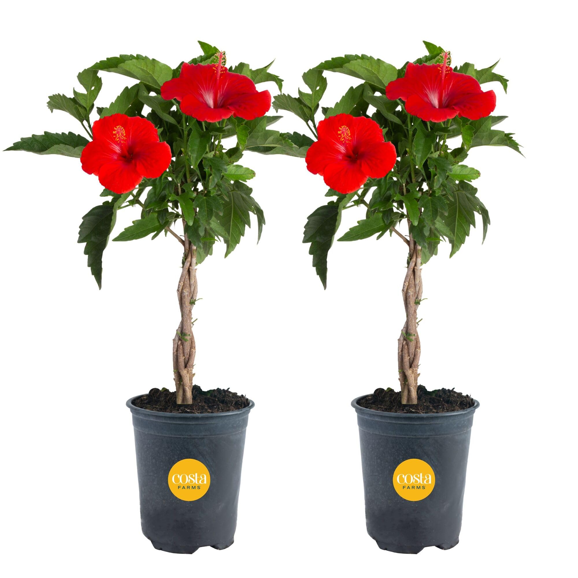 Costa Farms Braided Hibiscus Tree 2-Pack