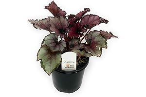 Rex Begonia Red Robin 4” Pot – Premium Quality
