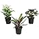 Essential Houseplant Collection (3PK) Live Plants Indoor Plants Live Houseplants in Plant Pots, Easy House Plants Indoors Liv