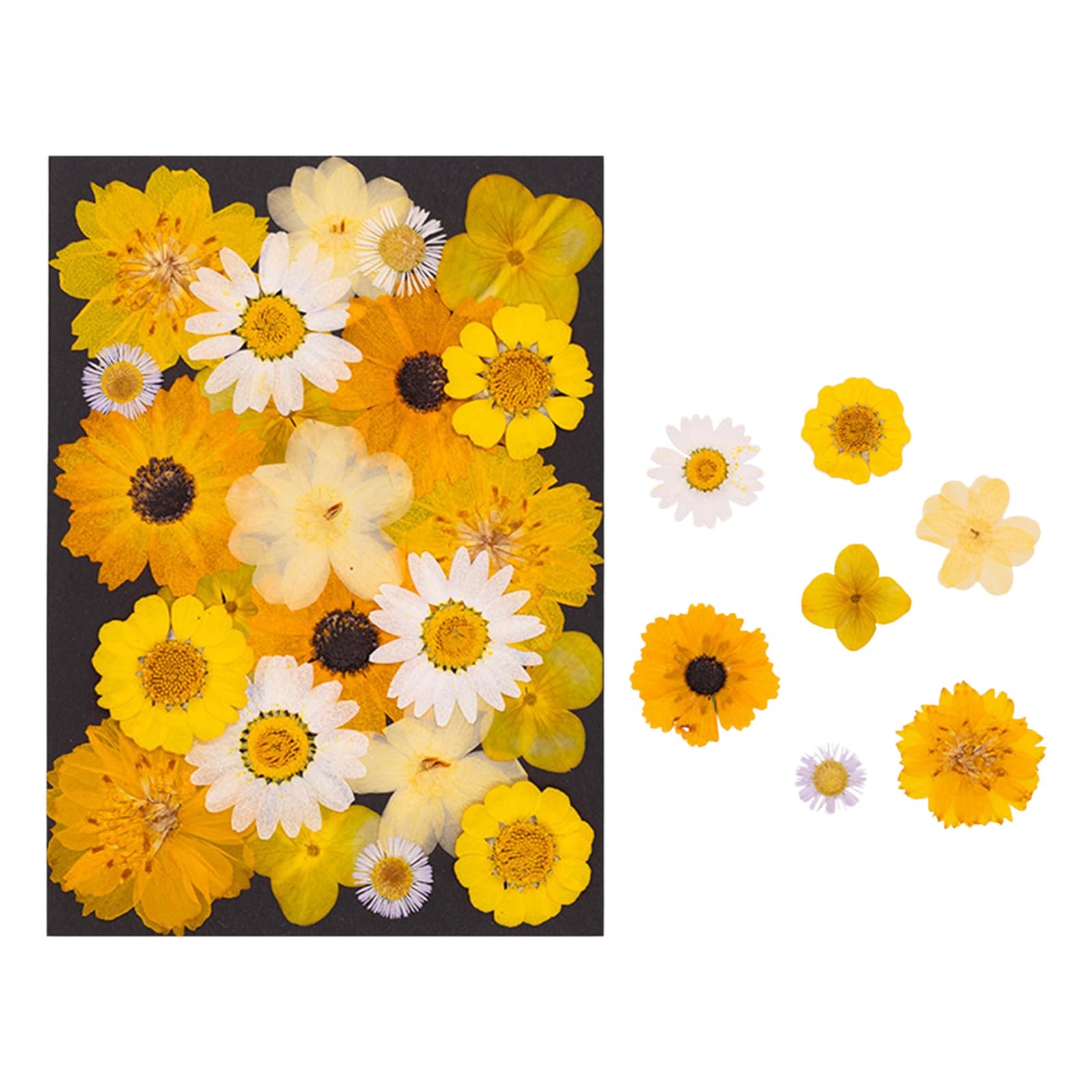 Fiori secchi Naturali per segnalibri, creazione Candele per Gioielli, Foglie pressate Naturali per lavori artistici Fatti a Mano per Arte in Resina