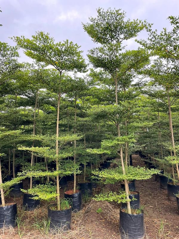 Terminalia mantaly plant (Pack of 2 Healthy live plant)-image-29
